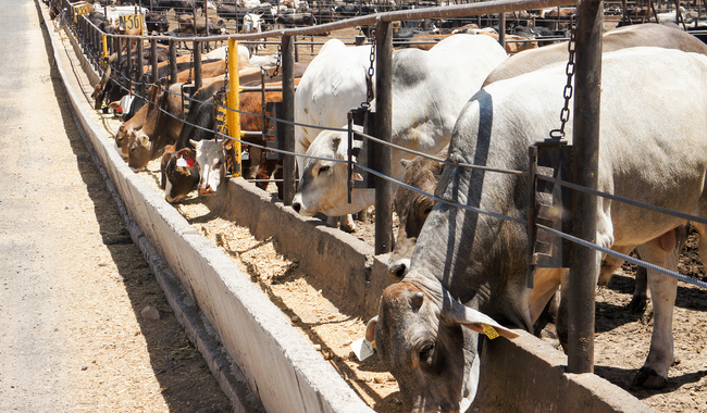 México, a la vanguardia en regulación de insumos alimenticios para uso o consumo animal