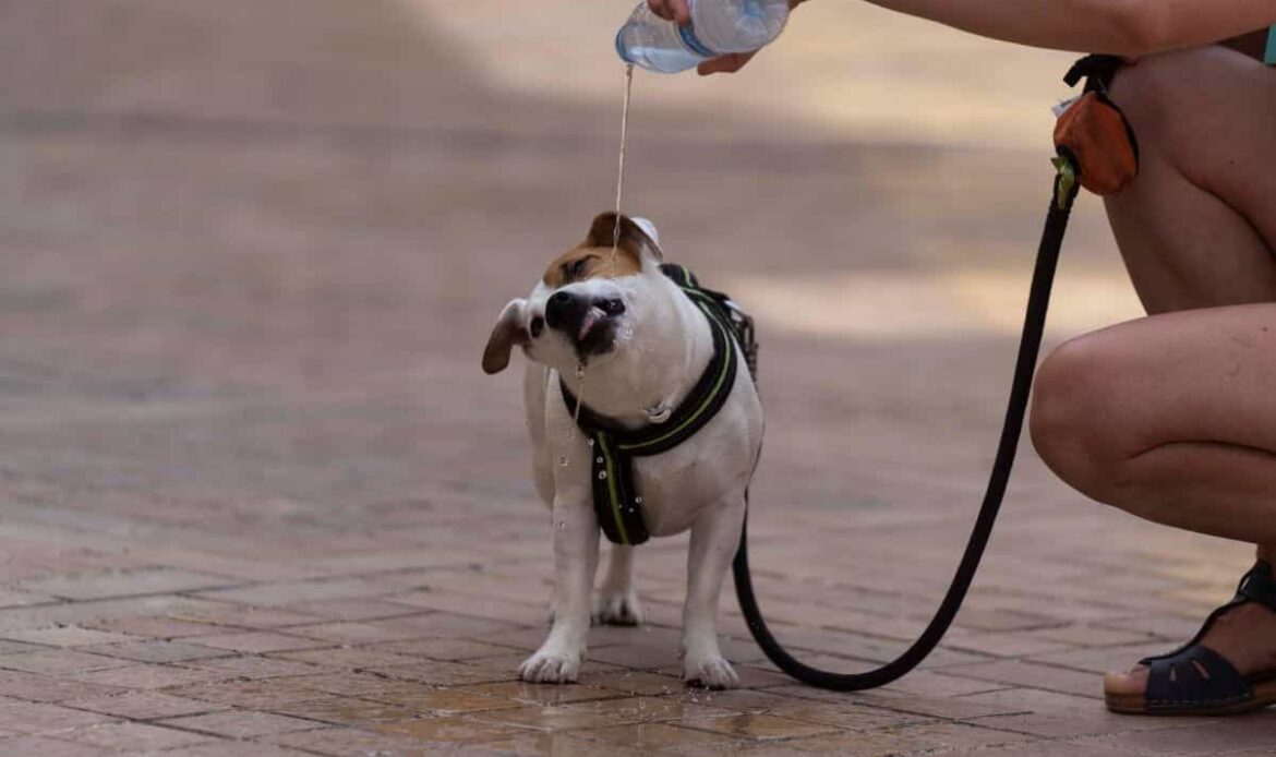 Emite Municipio de Querétaro recomendaciones para evitar golpes de calor en mascotas