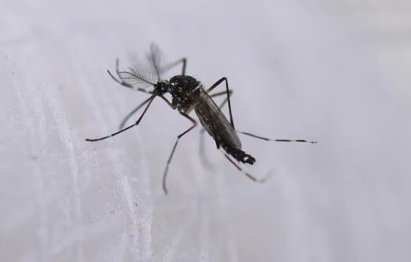 OMS alerta que el dengue se ha disparado a niveles históricos