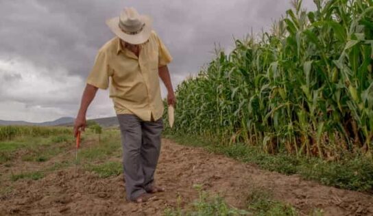 Aplica Segalmex apoyo extraordinario a productores de maíz de ocho entidades