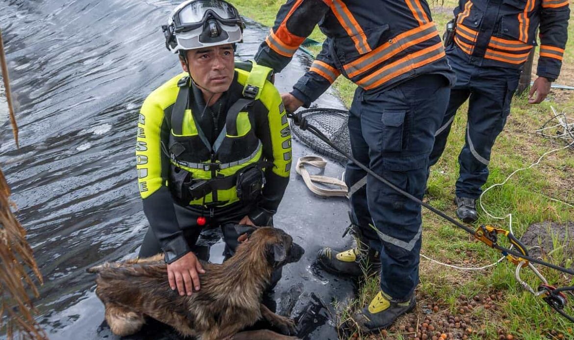 CAAM El Marqués rescata a perrito en peligro de ahogarse