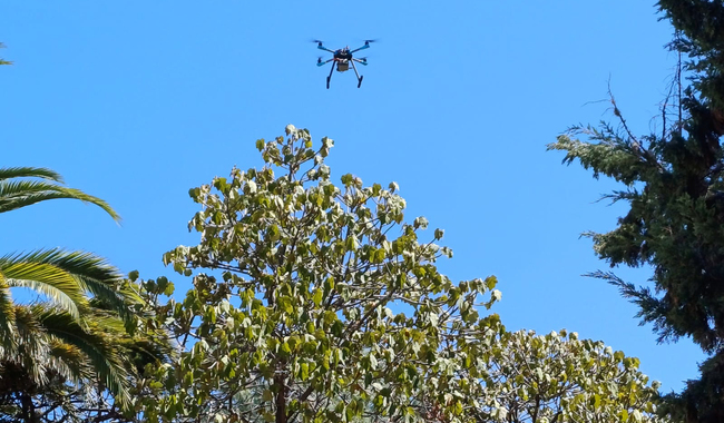 Estudia Agricultura uso de drones para cultivo de mango en Guerrero